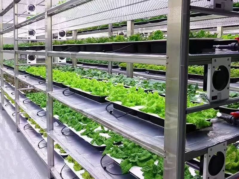 91看片软件免费室净化