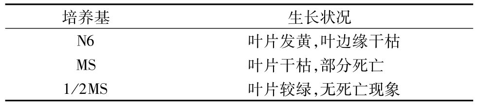 芦苇91看片软件免费快繁技术的研究