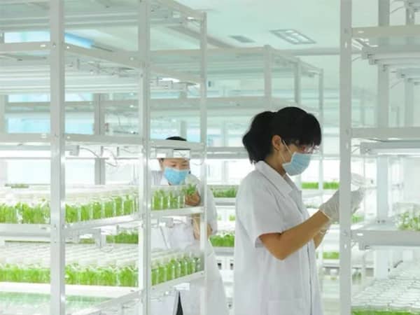 新昌白芨91看片软件免费苗培育及大田栽培技术