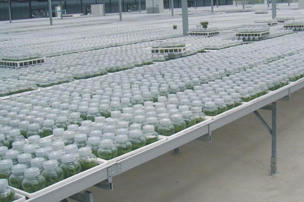 91看片软件免费室培养的类型以及特点有哪些