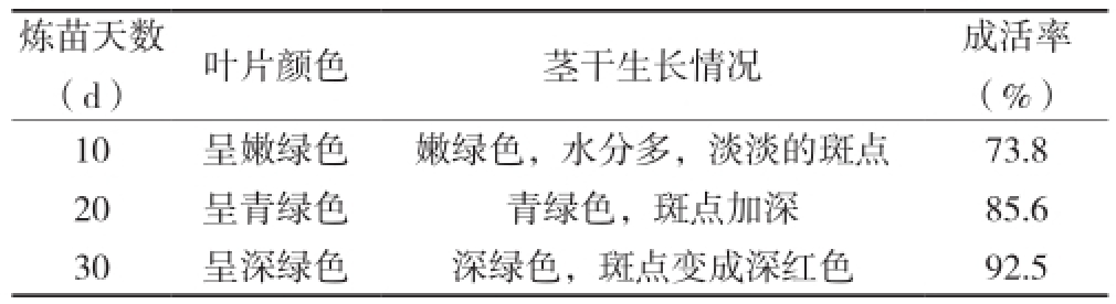 铁皮石斛91看片软件免费苗驯化技术研究