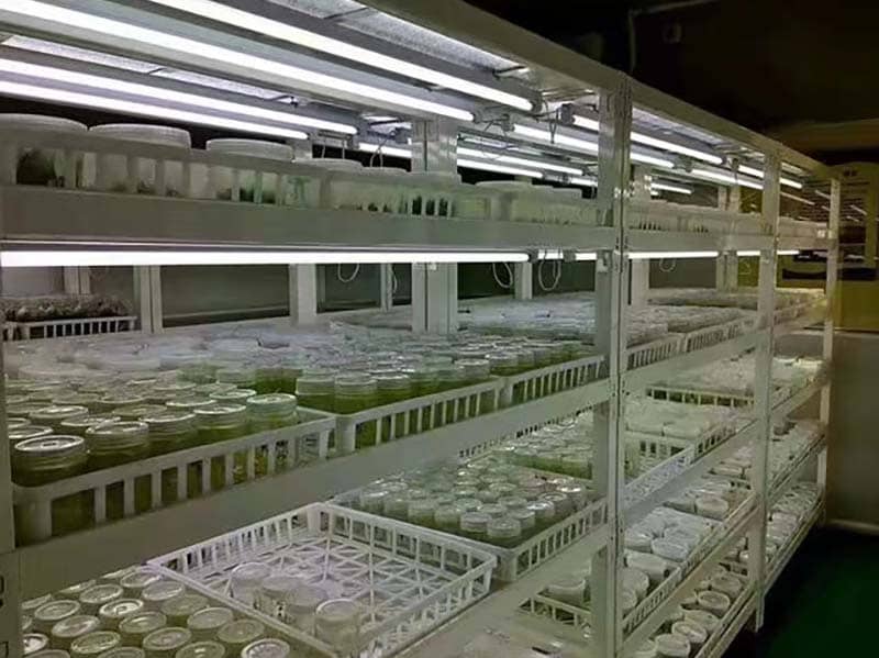 培养架、91看片软件免费架、光照培养架