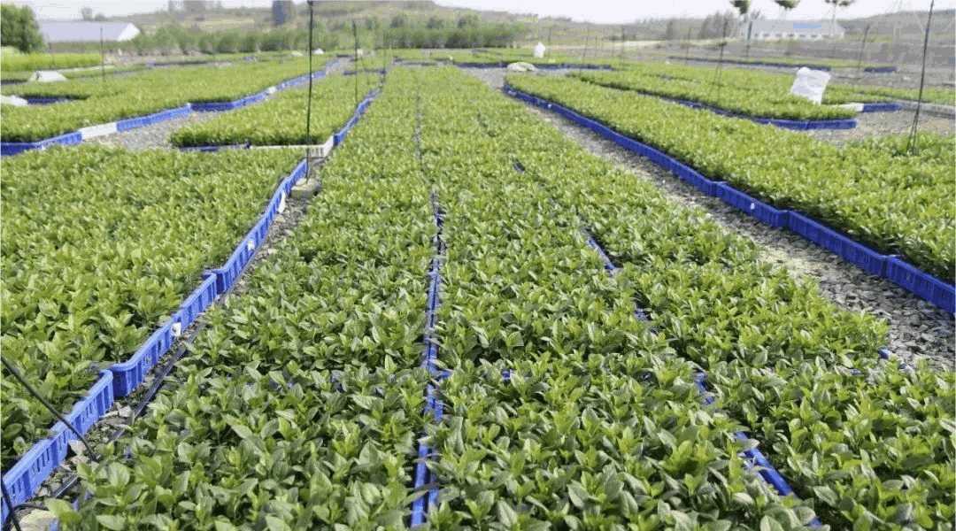 乔化、短枝、矮化苹果树在树体上具有明显的区别