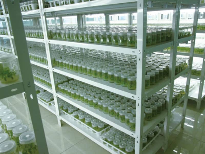 91看片软件免费设备厂家讲解：无性繁殖的特点，与有性繁殖的差别?