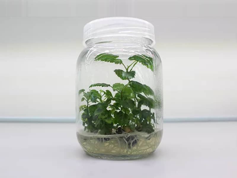 91看片软件免费瓶