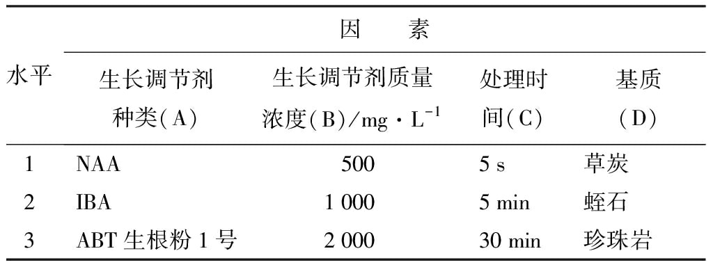 轮生冬青91看片软件免费苗微枝试管外生根技术