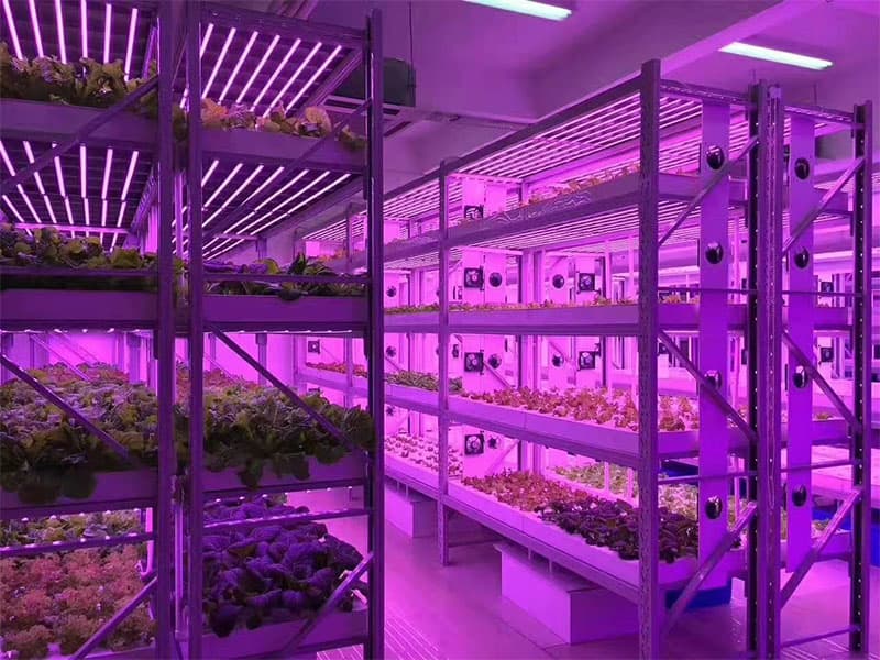 植物组织培养的条件，快来看看吧!