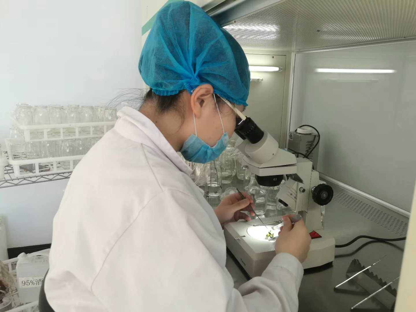 91看片软件免费苗，91看片软件免费，组织培养
