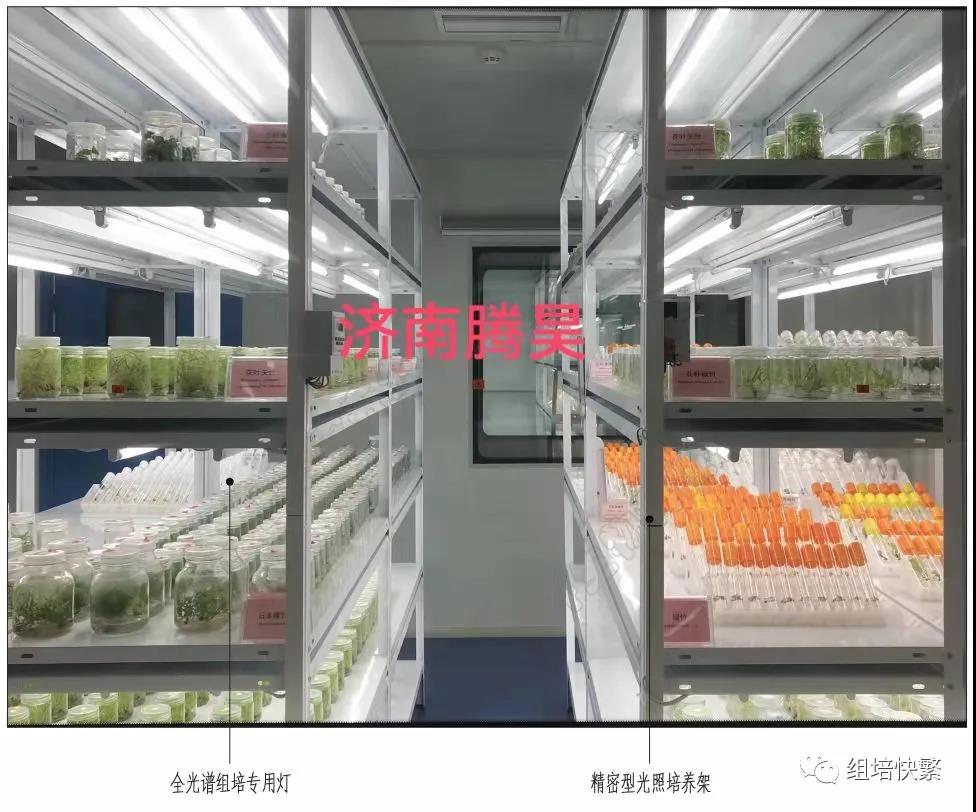 组织培养，91看片软件免费架，91看片软件免费疑问