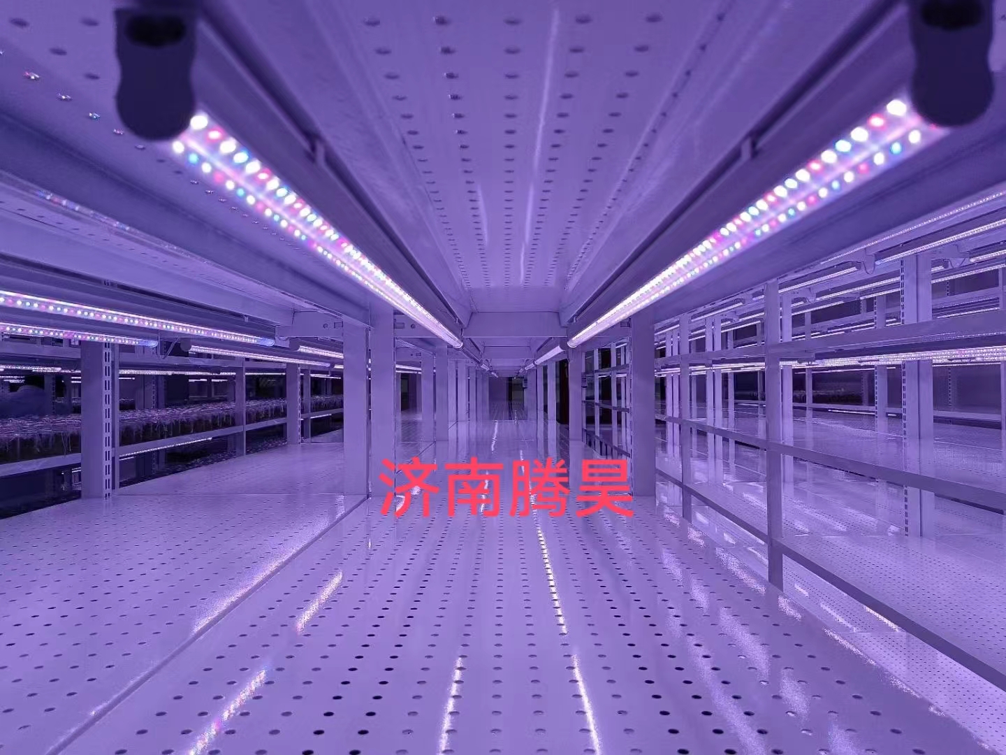 91看片软件免费架，培养架，光照培养架，91看片软件免费室设计，91看片软件免费室无菌净化